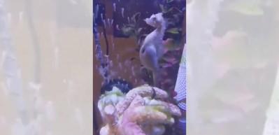 Erkek Denizatı'nın doğurma anı g&ouml;renleri şaşkına uğrattı!