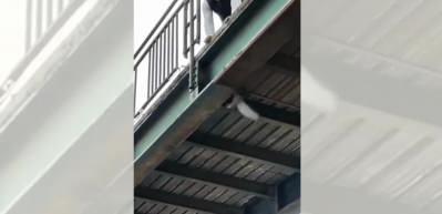 K&ouml;pr&uuml;n&uuml;n altına takılan kuşu kurtaran adam takdir topladı!