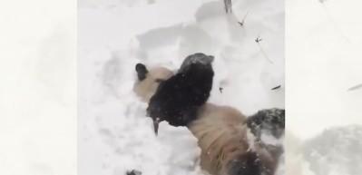 Pandalardan bir ilgin&ccedil;lik daha! Canı sıkılan pandanın sevimli hareketleri 