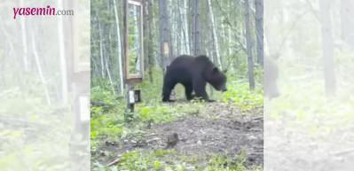 Aynada kendisini g&ouml;ren ayının davranışları izleyenleri g&uuml;ld&uuml;rd&uuml;!