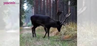Nadir g&ouml;r&uuml;len siyah alageyik t&uuml;r&uuml; izleyenleri b&uuml;y&uuml;ledi