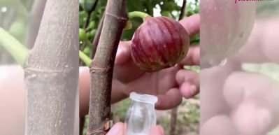 İncir s&uuml;t&uuml;n&uuml;n ağrı kesici ve mikrop &ouml;ld&uuml;r&uuml;c&uuml; &ouml;zelliği!