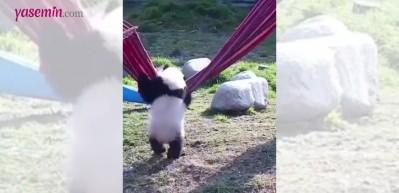 Yavru pandanın hamakla olan imtihanı sosyal medyayı salladı!