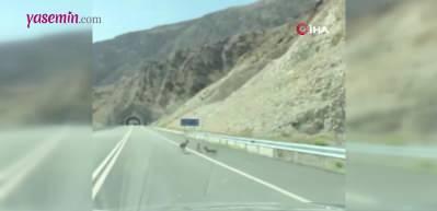 Artvin'de g&ouml;r&uuml;nt&uuml;lenen dağ ke&ccedil;ileri eğlenceli anlarıyla y&uuml;rekleri ısıttı!