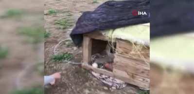 Erzurum&rsquo;da k&uuml;&ccedil;&uuml;k &ccedil;ocuğun k&ouml;pek sevgisi sosyal medyayı salladı