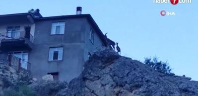 Tunceli’de dağ keçileri, evlerin yakınlarında insanlardan korkmadan geziyor