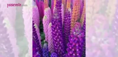 Yabani acı bakla tarlasının b&uuml;y&uuml;leyici manzarası hayran bıraktı!