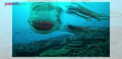 Yıllar sonra g&ouml;r&uuml;nt&uuml;lenen b&uuml;y&uuml;leyici denizanası sosyal medyanın g&uuml;ndeminde!