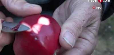 Ardahan'da yetiştirilen elma tam bir şifa deposu!