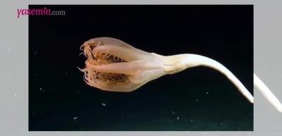 Bilim insanlarından yeni keşif! &Ccedil;i&ccedil;eğe benzer canlı g&ouml;renleri b&uuml;y&uuml;ledi