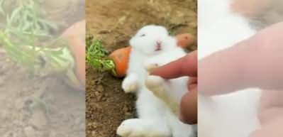 Doyana kadar havu&ccedil; yiyen minik tavşanın uykusu ağır &ccedil;ıktı!