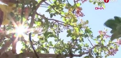 G&uuml;neydoğu'da kuraklık ve soğuk 'yeşil altın'ı vurdu!