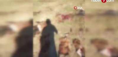 İstanbul'da ormanlık alanda 6 domuzu avlayıp sadece etlerini aldılar!