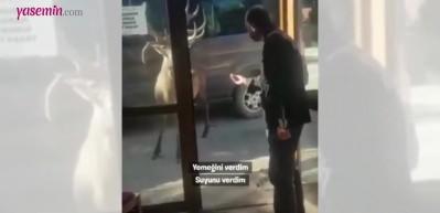 Manisa'da restoran sahibi ve geyik arasındaki muhabbet sosyal medyanın gündemine oturdu!