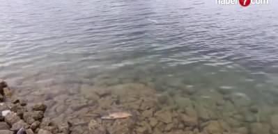 Bolu&rsquo;da kiloluk sazan balıkları kıyıya vurdu!