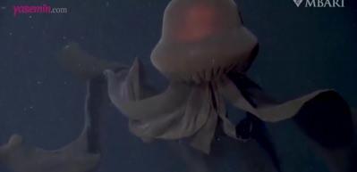 &Ccedil;ok nadir g&ouml;r&uuml;len 'dev hayalet denizanası' g&ouml;renleri b&uuml;y&uuml;ledi!