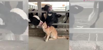 İnekler ve kedinin dostluğu herkesi mest etti!