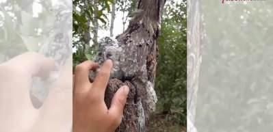 Potoo kuşu ve yavrusundan kusursuz kamufle yeteneği!