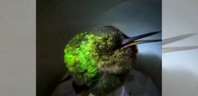 Sinek kuşunun kusursuz g&uuml;zelliği kendine hayran bıraktı!