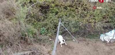 Başıboş k&ouml;pekler bir&ccedil;oğu gebe 41 koyunu telef etti