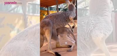 B&uuml;y&uuml;d&uuml;ğ&uuml;n&uuml; kabullenemeyen kangurunun komik anları sosyal medyaya damga vurdu!