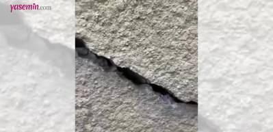 Duvardaki k&uuml;&ccedil;&uuml;c&uuml;k &ccedil;atlakta yuva yapan kuşlar ilgi uyandırdı!