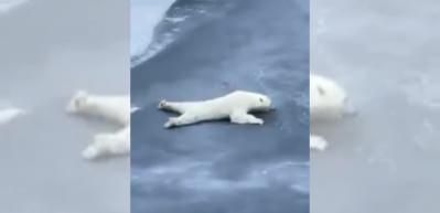 İnce bir buz k&uuml;tlesini kırmadan ge&ccedil;ebilen kutup ayısı 'S&uuml;bhanallah' dedirtti!