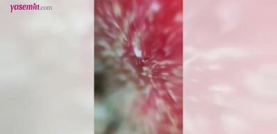 Meyve ve sebzeleri neden yıkamamız gerektiğini g&ouml;steren video!