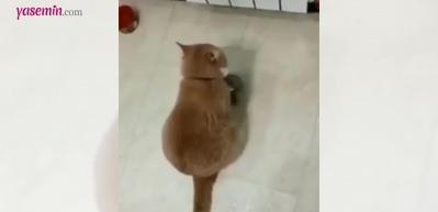 Yemeği zamanında verilmeyen kedinin protestosu sosyal medyada viral oldu!