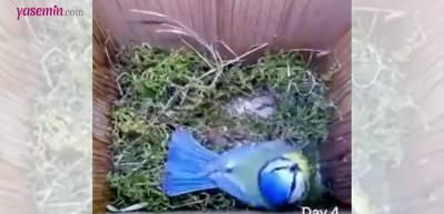 Yumurtalarını koymak i&ccedil;in &ouml;zenle yuvasını hazırlayan kuş sosyal medyada ilgi g&ouml;rd&uuml;!