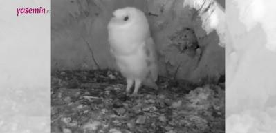 G&ouml;k g&uuml;r&uuml;lt&uuml;s&uuml;n&uuml; ilk kez duyan yavru baykuşun tepkileri sosyal medyaya damga vurdu!