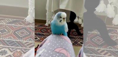 Muhabbet kuşunun bu hareketleri herkesi g&uuml;ld&uuml;rd&uuml;!