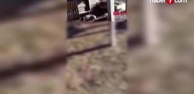 Arnavutk&ouml;y'de kurt dehşeti: 18 koyununu telef etti!