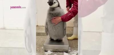 Kilosu tartılan penguenin hareketleri g&uuml;ld&uuml;rd&uuml;!