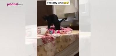 Bebeğe masaj yaparak uyutmaya çalışan kedinin videosu viral oldu!