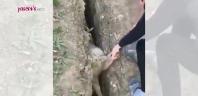 Bir başarısızlık hikayesi! Kendini kurtaramayan koyun...
