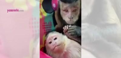 Yaptığı hareketle y&uuml;zleri g&uuml;l&uuml;msetti. Sevimli maymun...