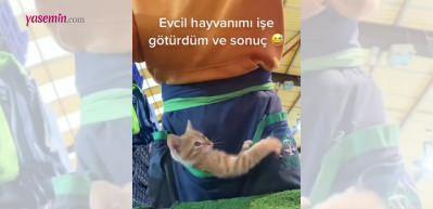 Sahibine işte yardım eden minik kedi izleyenlerin içini ısıttı!
