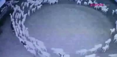 Bu koyunların gizemi çözülemiyor! 12 gündür...