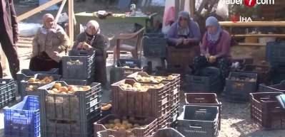 Denizli'de hasat edilen cennet hurmalarının kurusu 10 kat daha pahalı!