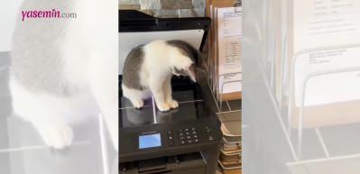 Buna da patikopi deniliyor! Sevimli kedinin...