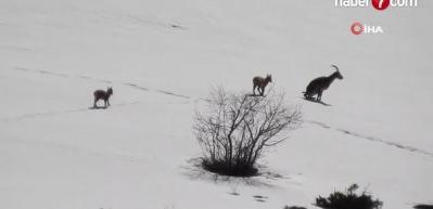 Erzincan'da şamua s&uuml;r&uuml;s&uuml; g&ouml;r&uuml;nt&uuml;lendi!