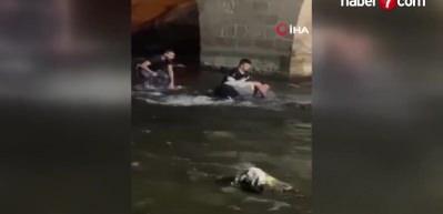 Adana'da dev yayın balıklarını elleriyle yakaladılar!