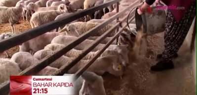 Bahar Kapıda bu hafta Ortadoğu'dan Anadolu'ya uzanan bir rota üzerinde bulunan Osmaniye Düziçi'ne konuk oluyor!