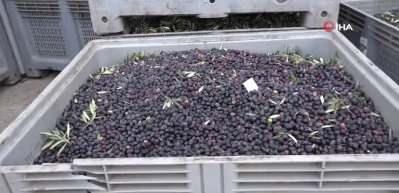Zeytinyağı fabrikalarında &uuml;retim telaşı! Rekor bekleniyor