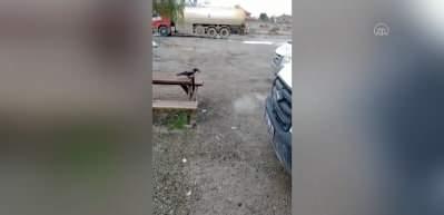 Anahtarları alıp ka&ccedil;an karganın g&ouml;r&uuml;nt&uuml;leri g&uuml;l&uuml;msetti