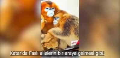 Danimarka'da canlı yayında skandal... Fas milli takımı ve ailelerini maymuna benzetti