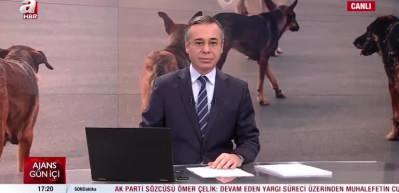 Gaziantep'te sokak k&ouml;peği dehşeti: K&uuml;&ccedil;&uuml;k &ccedil;ocuğun kafa derisi koparıldı!