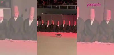 Şeb-i Arus etkinliğinde hayatının şokunu yaşayan kedi! Etkinliğe damgasını vurdu...