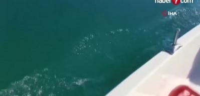 Ayvalık’ta yunus balığının sürat teknesi ile yarışı